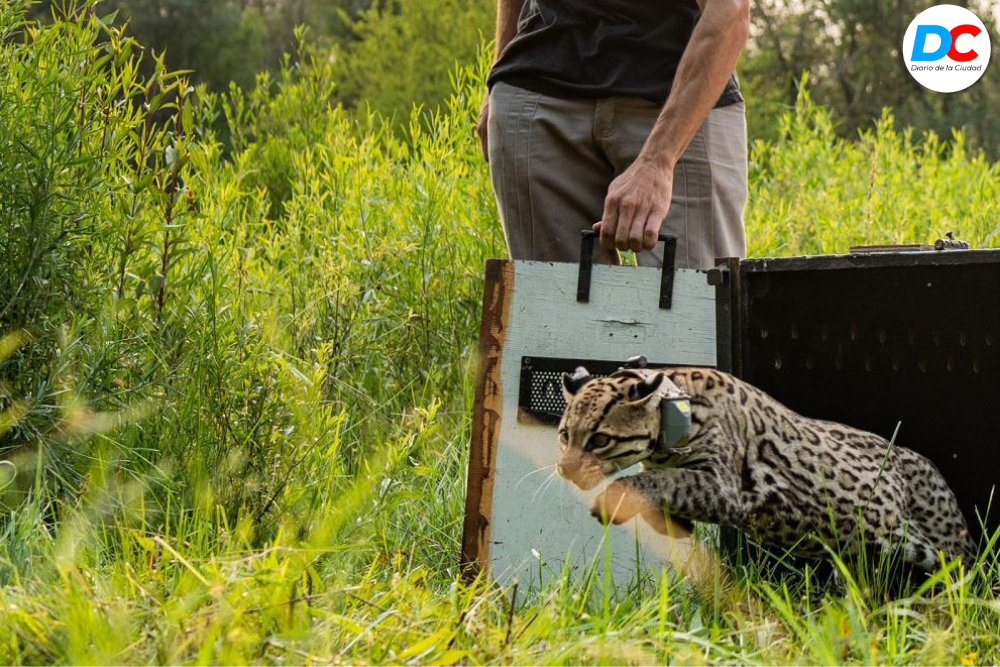 Diseno sin titulo4 7