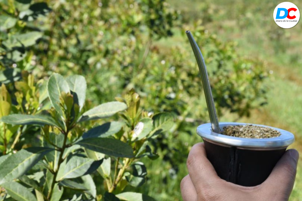 El consumo de yerba mate tuvo un nuevo récord histórico y superó los 325 millones de kilos en 2023 2 Diseno sin titulo 4