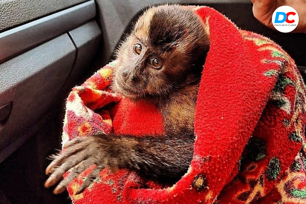 Diseno sin titulo6 1