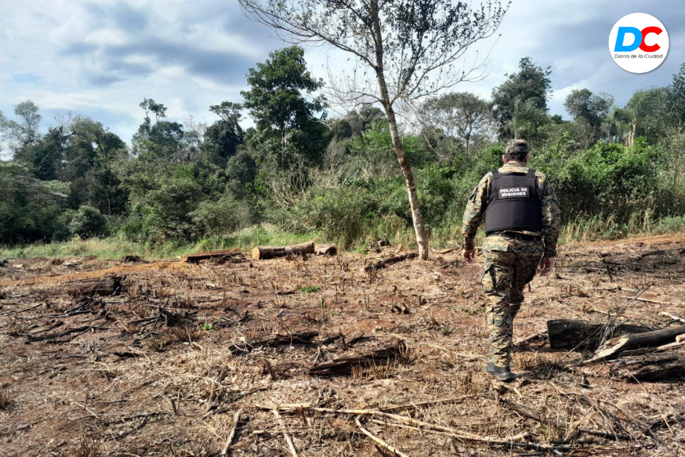 Gracias a un llamado de Ecología lograron frenar el accionar de un joven que había apeado un lote de monte nativo en San Pedro 1 Diseno sin titulo3