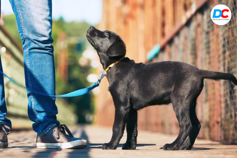 Se realizará el primer relevamiento de perros y gatos en Posadas imagen-5