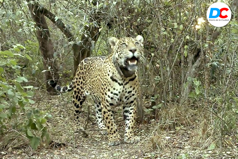 Diseno sin titulo 1 6